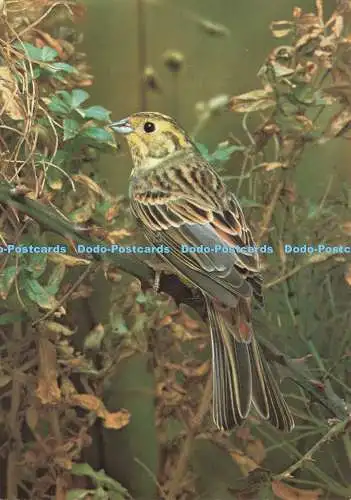 D237665 Yellowhammer J Arthur Dixon Set No 5 Familiar British Birds Avon and Til