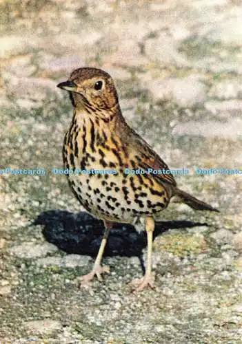 D237666 Song Thrush J Arthur Dixon H L Wiggins