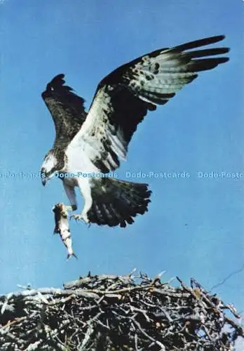 D237667 Osprey J Arthur Dixon Georg Nystrand