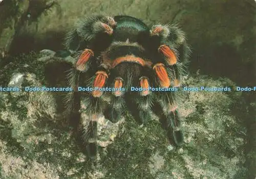 D239990 Red Legged Tarantula Jarrold and Sons Ltd R W Frederick