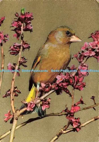D235468 Vogelkrüger