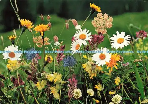 D230855 Feldblumen Fotohaus Geiger 1972