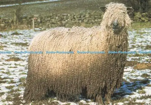 D230867 Wensleydale Sheep J Arthur Dixon British Wool Marketing Board