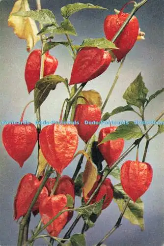 D237795 Physalis Franchetti J Arthur Dixon