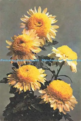 D237796 Anemonenzentrierte Chrysanthemen J Arthur Dixon
