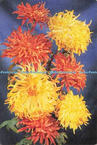 D237798 Chrysantheme J Arthur Dixon