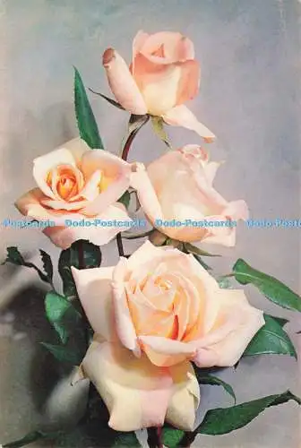 D237800 Rose Michele Meilland J Arthur Dixon