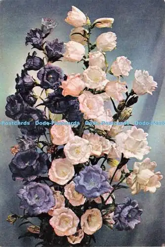D237805 Canterbury Bells J Arthur Dixon