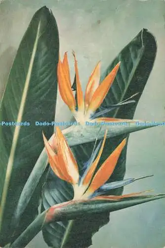 D237806 Paradiesvogel Blume J Arthur Dixon