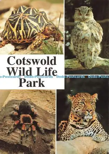 D237807 Cotswold Wild Life Park Leopard Beric Tempest Multi View