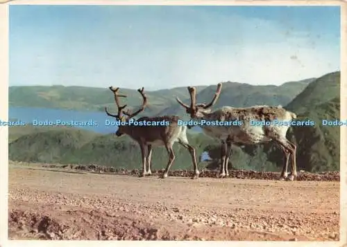 D230920 Norwegen Rentier auf der Nordkapstraße Aune