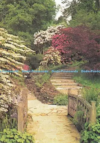 D237817 Kew Royal Botanic Gardens Wakehurst Palace Viburnum Plicatum Mariesi Bes