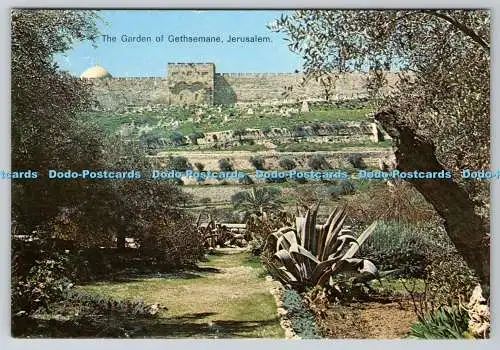 D320800 Jerusalem. Der Garten Gethsemane. I. Amad