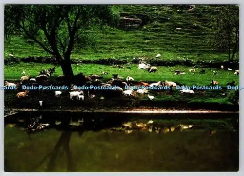 D316491 Moldawien. Landschaft am Flussufer der Prut. Iurie Raileanu