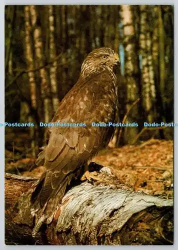 D321002 Bussard. Buteo buteo. Hans Reinhard. Bruce Coleman. DRG. J. Arthur Dixon