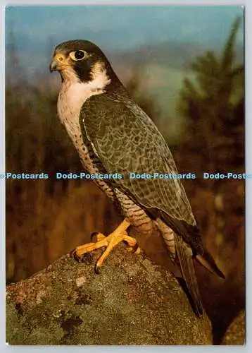 D321003 Wanderer. Falco peregrinus. Hans Reinhard. Bruce Coleman. DRG. J. Arthu