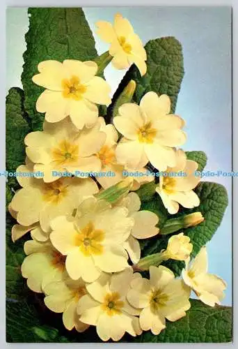 D321005 Primel. Primula vulgaris. J. Arthur Dixon. Newport. Farbfoto.