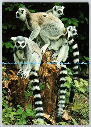 D321006 Chester Zoo. Ringelschwanzlemuren. Lemur Catta. J. Arthur Dixon. Great Bri