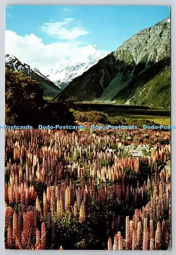 D321067 Mountain Cook von The Hermitage. Fotocenter. Oamaru. Neuseeland. CM 10