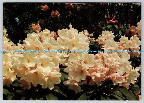 D316648 Leonardslee Gardens. Untere Beeding. Nr. Horsham. West Sussex. Richter. Ha