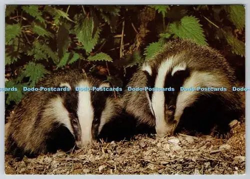 D316649 Badgers. Owen Newman. The Medici Society Ltd. London