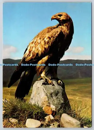 D321073 Steinadler. Aquila chrysaetos. DRG. J. Arthur Dixon. Großbritannien. Po