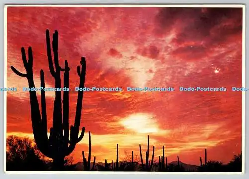 D316651 Riesen Saguaro Kaktus. Ray Manley. Mike Roberts Berkeley. Petley Studios