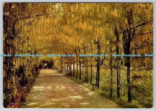 D316699 Hampton Court Palace. Middlesex. Plisseed Laburnum Alley. Ministerium Wo