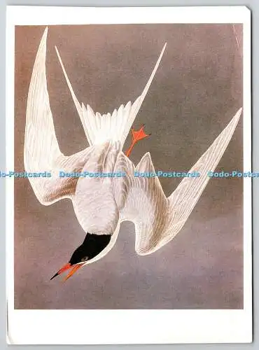 D321128 John J. Audubon. Gemeine Seeschwalbe. Richard Rihm. Benedikt Taschen Verlag 1993
