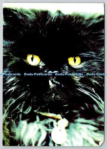 D321158 Schwarz Kat. Möchten Sie Ihr Kunstwerk auf dieser Postkarte sehen. Al McCaffre