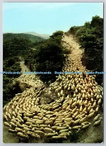 D321159 Bilder de France. La Transhumance. D. Faure. La Cigogne. Toulouse. IRIS.