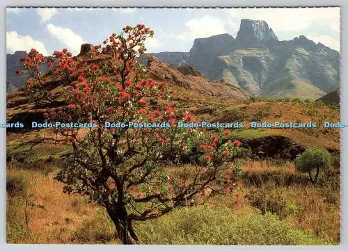 D316801 Drakensberg. Das Amphitheater. Natal. B. K. Bjornsen. AP. Kunstverlag