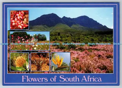 D316819 Blumen Südafrika. Flora. AP. Art Publishers Pty Ltd. Durban. RSA.