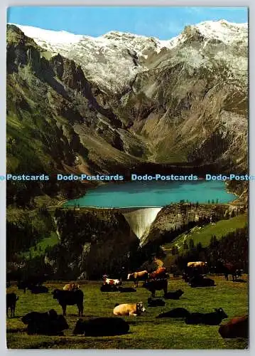 D321324 Schweiz. Crans Montana sur Sierre. Alpage pres de Bella Lui et Lac d