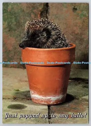 D321325 ist gerade aufgetaucht, um Hallo zu sagen. Igel. George McCarthy. Richter. Hastings