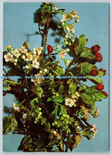 D321664 Glastonbury Holy Thorn Form von Crataegus monogyna blühend im Winter Ti