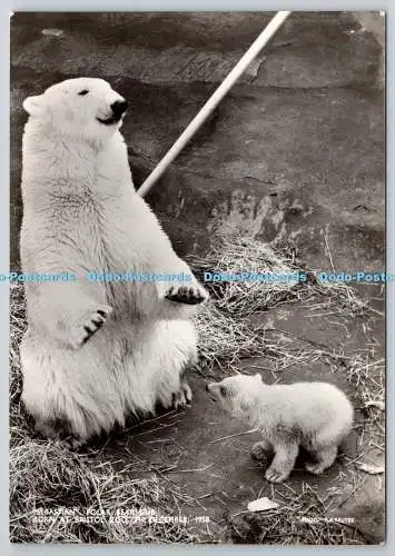 D321676 Südwestengland. Bristol Zoo. Eisbärenjunges Sebastian Jahrgang 1958.