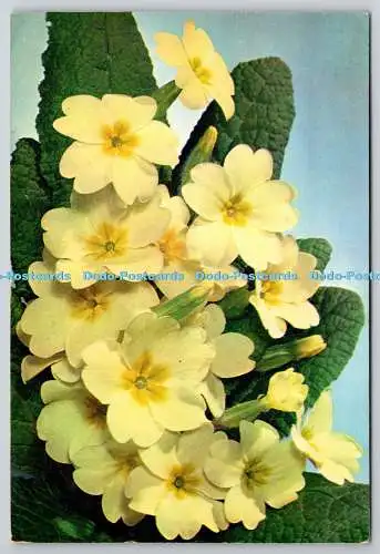 D321678 Primel. Primula vulgaris. J. Arthur Dixon. Newport. Farbfoto.