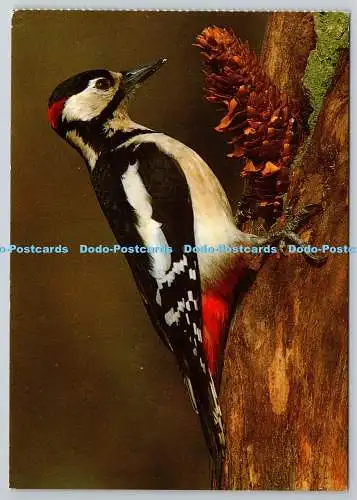 D321694 Buntspecht. Dendrocopos major. G. Wendl. A. Korsch. Gilchi