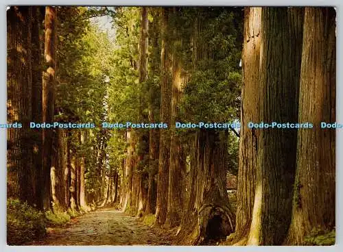 D321753 Japan. Tochigi. Nikko. Cryptomeria Avenue. Postkarte