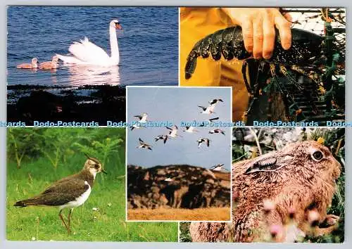 D321799 Flora und Fauna auf den schottischen Inseln. Sue Anderson Photography and Art D
