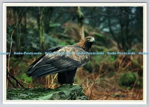 D321800 Prächtiger Steinadler. Aquila Chrysaetus. Schottland im Fokus. W.S.Pa