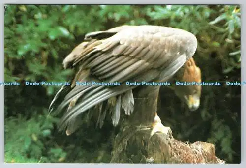 D321850 Steinadler. Aquila chrysatos. White Wolf Publications. Aviemore. Highl