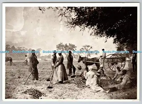 D321905 South Carolina. Edisto Island. James Hopkinsons Plantation. Pflanzswe