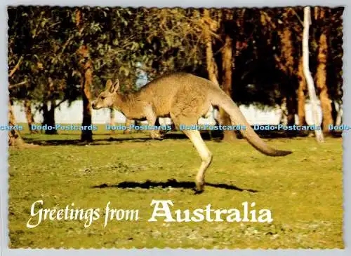 D321910 Grüße aus Australien. Graues Känguru. Macropus giganteus. Nucolorvue