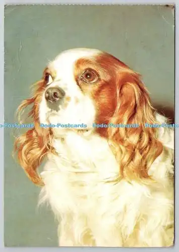 D321984 Cavalier King Charles Spaniel. Hund. PM. Grantham. 1969. Postkarte
