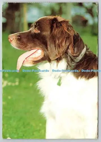 D321985 Drentsche Patrijshond. Hund. PM. Grantham. 1969. Postkarte