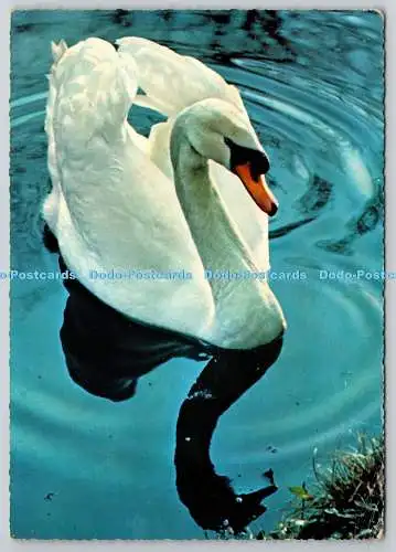 D321986 White Swan. Cygnus olor. PM. Grantham. 1969. Postkarte