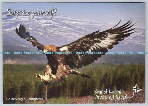 D324011 Steinadler. Cairngorms. Scottish Daily Mail. Schottlands BIG 5. Hotspot