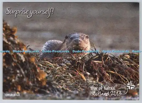 D324012 Otter. Mull. Scottish Daily Mail. Schottlands BIG 5. Hotspots. Scottish N